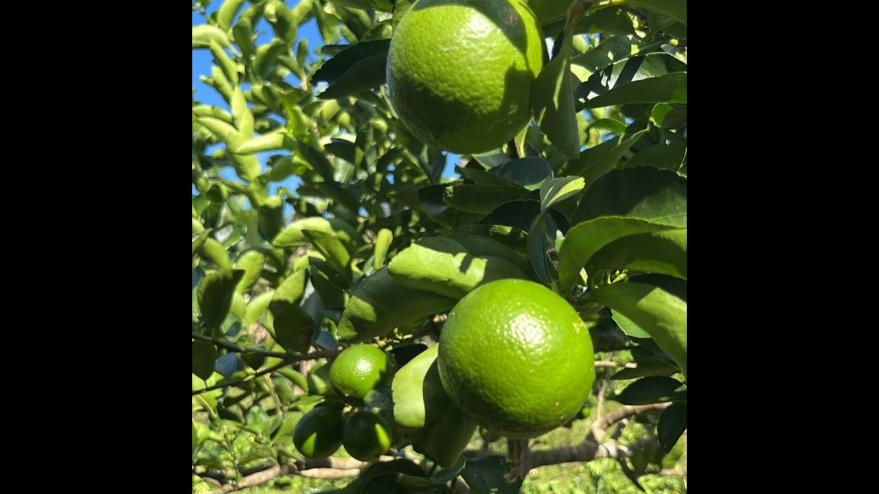 Podcast Prosa Rural - Recomendações para a escolha de porta-enxertos de citros