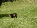 bebe