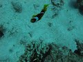 NEMO \"clownfisk\" NEMO \"clownfisk\"