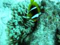 videos de NEMO 
