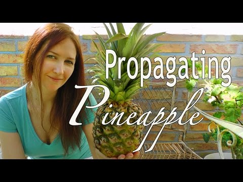 how to replant a pineapple