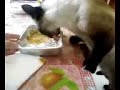 Mili comiendo lasaña