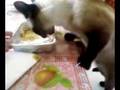 Mili comiendo lasaña