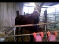 Percheron JZ Natasha 8 months old