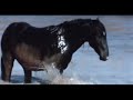 Mustangs - All the Pretty Little Ponies Mustangs - All the Pretty Little Ponies