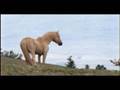 Mustangs - All the Pretty Little Ponies