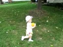 Lucy explores the yard and trespasses