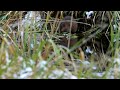 Muskrat (Ondatra zibethicus)
