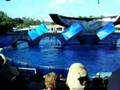 Sea World Believe Part 3