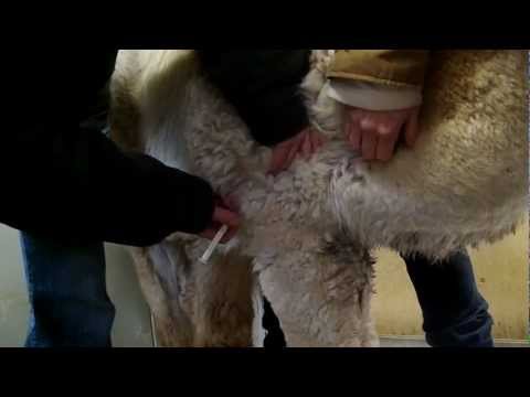 how to treat meningeal worm in llamas