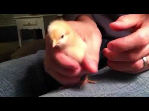 how to vent chickens