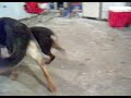 Dogbook Movie: Embro & Chief