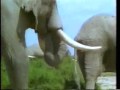 Elephants Mating