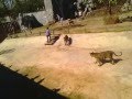 Tiger Temple in Kanchanaburi Thailand funny