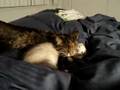 Deaf-ferret-loves-a-
