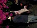 videos de Salvatierra, GTO