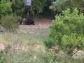 hunting-hogzilla