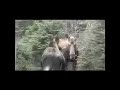 moose and calves at lake clark, alaska