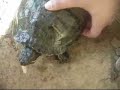 Tartaruga Mait� comendo peixe