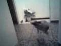 videos de Luna paranoika