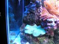New Additions To 5 Month old Mixed Reef New Additions To 5 Month old Mixed Reef