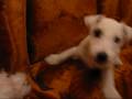 videos de kanapaizabki
