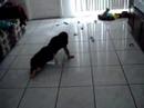 this is my lil bro angel gettin his lil breakdance oni love my lil bro to deathand i never tried teaching him how to breakdance, he just always saw me practice and tries to imitate me, i just think hes freakin adorable, watch him try and do the footwork, kid is too cutebut yea ive finally decided to put his own video upi saw these other videos of baby breakdancers, and i always thought that my lil bro could take them out haha,but anyways, i guess its safe to say that when he grows up n continues to dance that hes gunna be more of a stylist bboy than a powerhead(bboys know what im talkin about)but yea, show the luvpeach n much luv