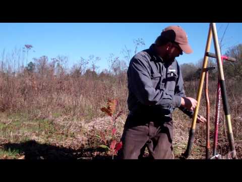 how to fertilize red oak trees