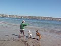 pit bull boxer training