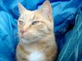 videos de Amor A Primer Miau
