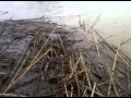 RAW VIDEO: Arroyo Colorado Flooding in Harlingen ...