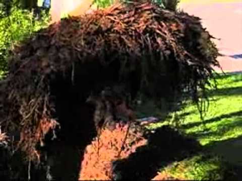 how to transplant a queen palm