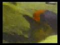 videos de Fish Eye - Obiettivo Pesca - Rock Fishing In Giappone