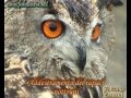 Corso Multimediale di Falconeria