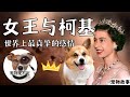 宠物故事2022 | 英国女王和柯基的感人故事 皇室柯基的高级生活 #英国女王 #皇室柯基犬 #宠物故事 | 【宠物说不完】