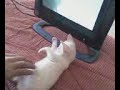 Le chat de l'Agence 711 ! Elévé devant un moniteur, depuis il maitrise tout à fait le surf en chambre.