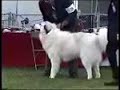 GPCC Specialty 2006 Open dog