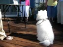 Schmoopy singing a tune