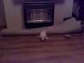 Crazy Rory the rabbit