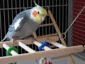 Dooby sings again