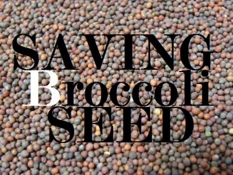 how to fertilize brassicas