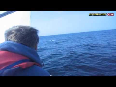 submarine?..shark?..UFO?? what the hell is it!!!