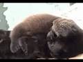 Monterey Sea Otters, Mommy and baby