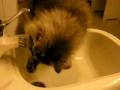videos de Paffuto 231208