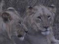 Lions, Cheetah, and Rhino - Phinda Mountain Lodge (RSA)