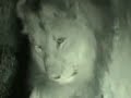 Lions, Cheetah, and Rhino - Phinda Mountain Lodge (RSA)