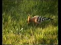 Hoopoe (Upupa epops) in the garden