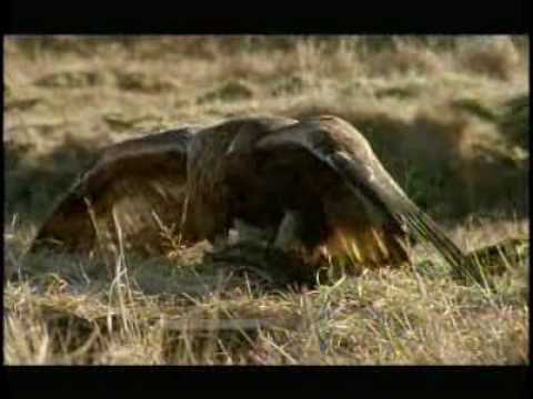 golden eagle