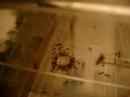 Pheidole sp. Pheidole sp.