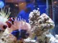Mini Saltwater Aquarium